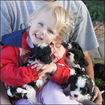 Child with four of our cavachons/cavapoos